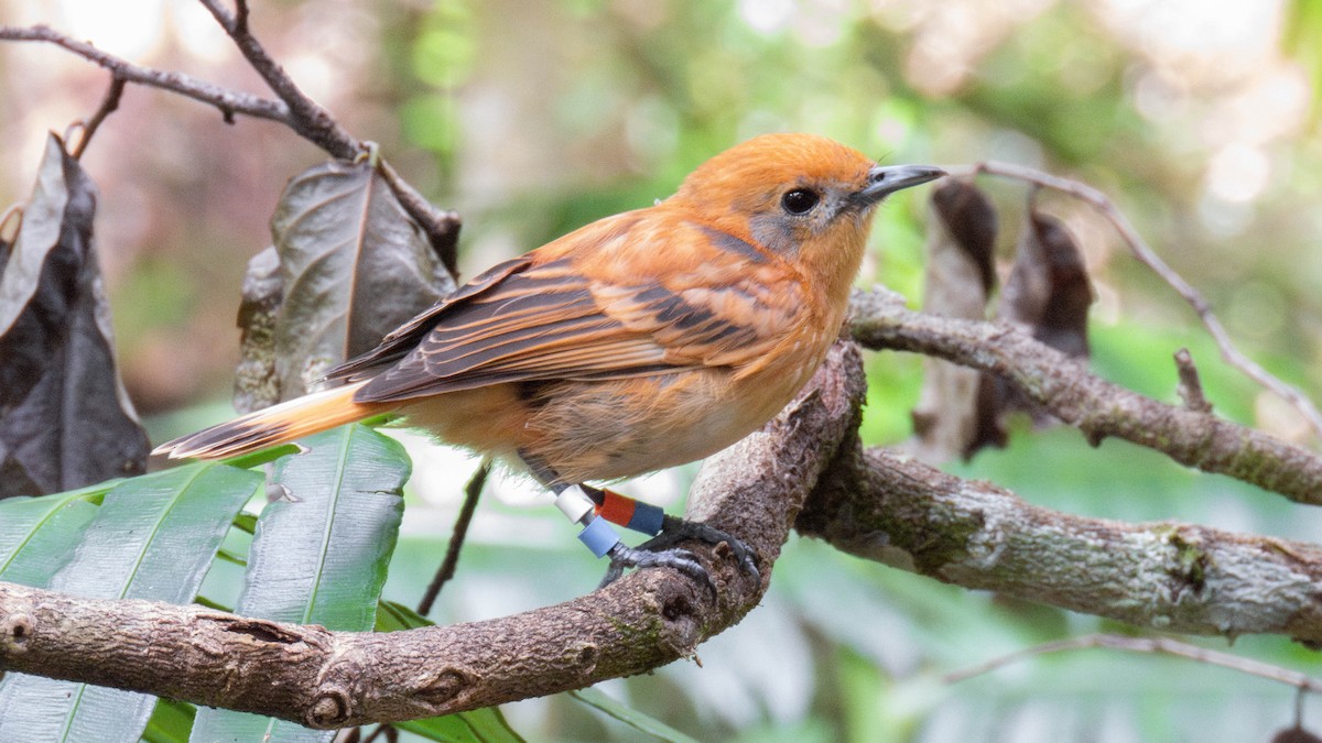 Rarotonga Monarch - ML643071907