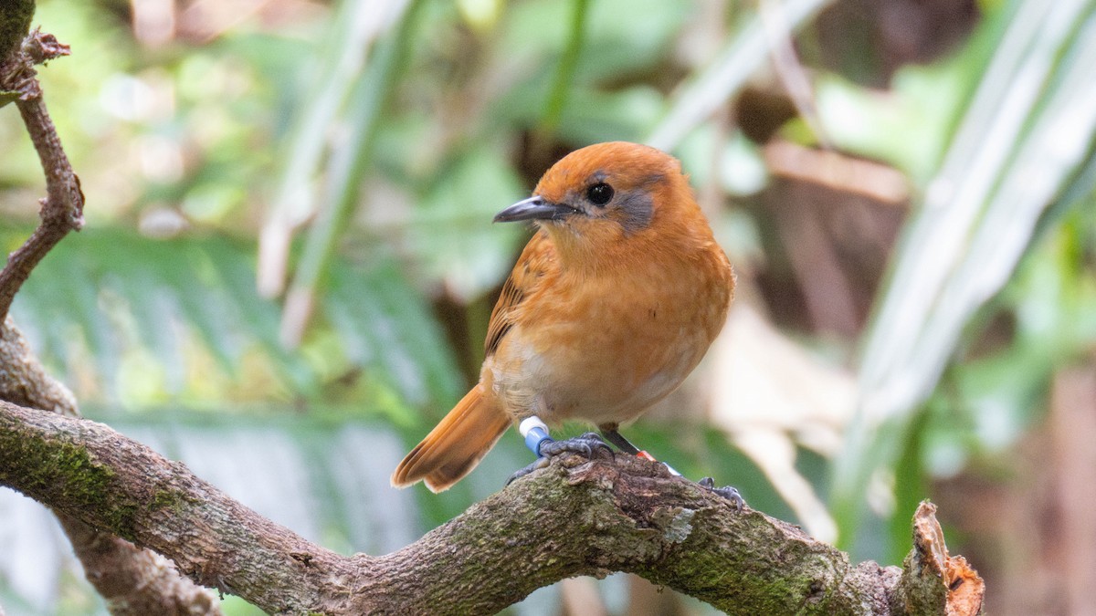 Rarotonga Monarch - ML643071908