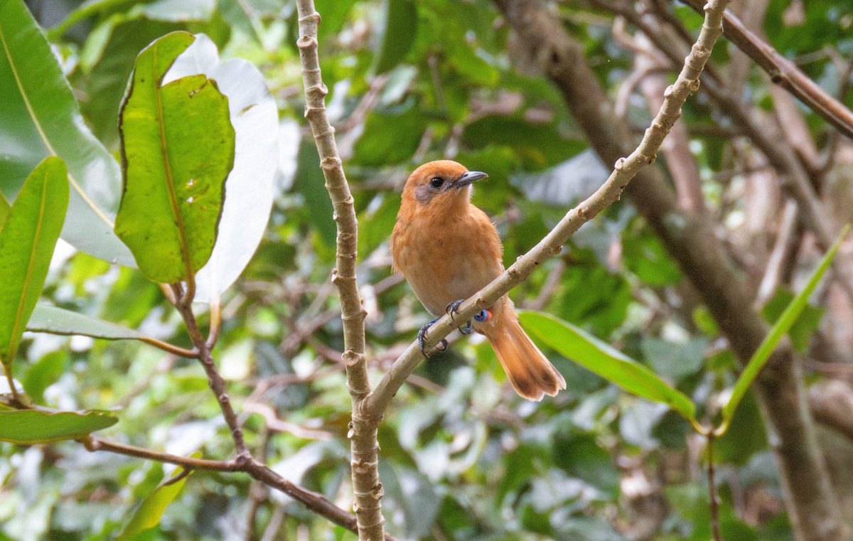 Rarotonga Monarch - ML643071909