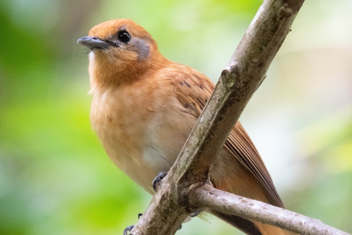 Rarotonga Monarch - ML643071910