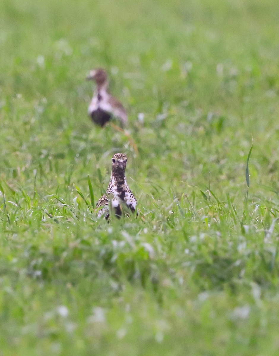 European Golden-Plover - ML643071912