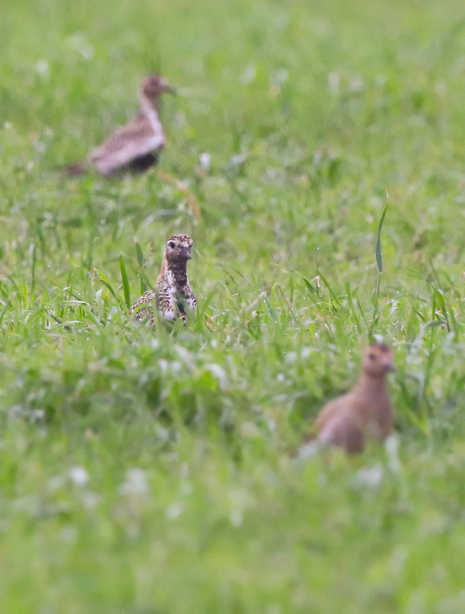 European Golden-Plover - ML643071913