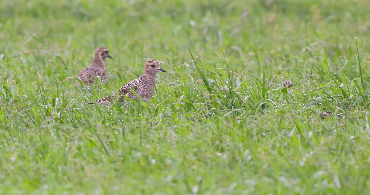 European Golden-Plover - ML643071914