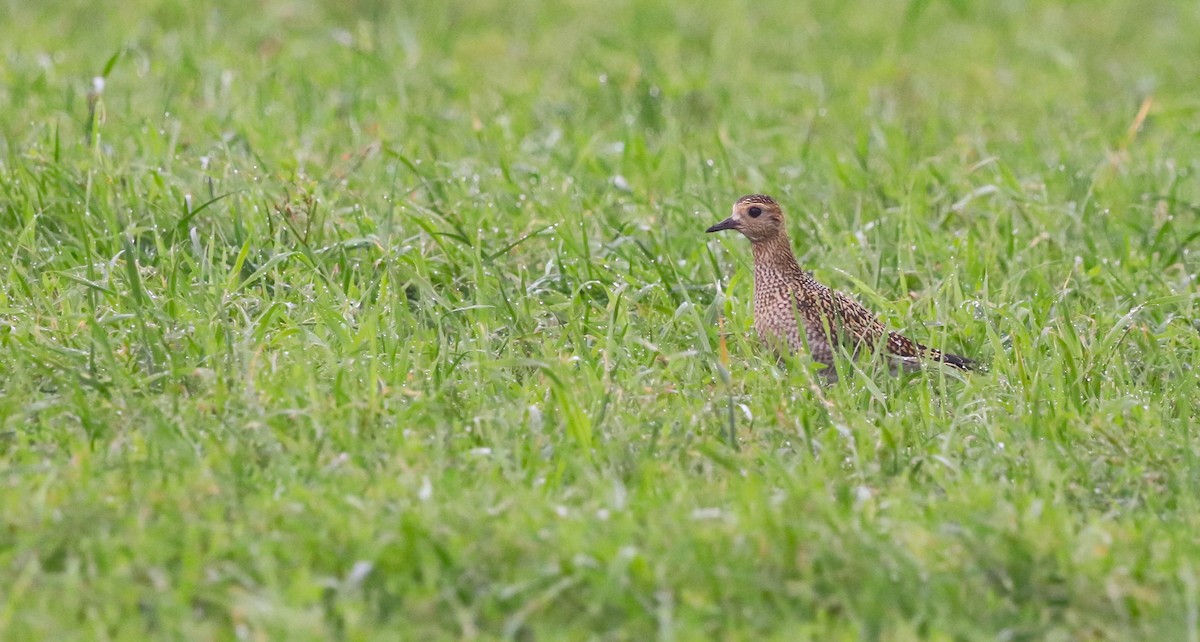 European Golden-Plover - ML643071915