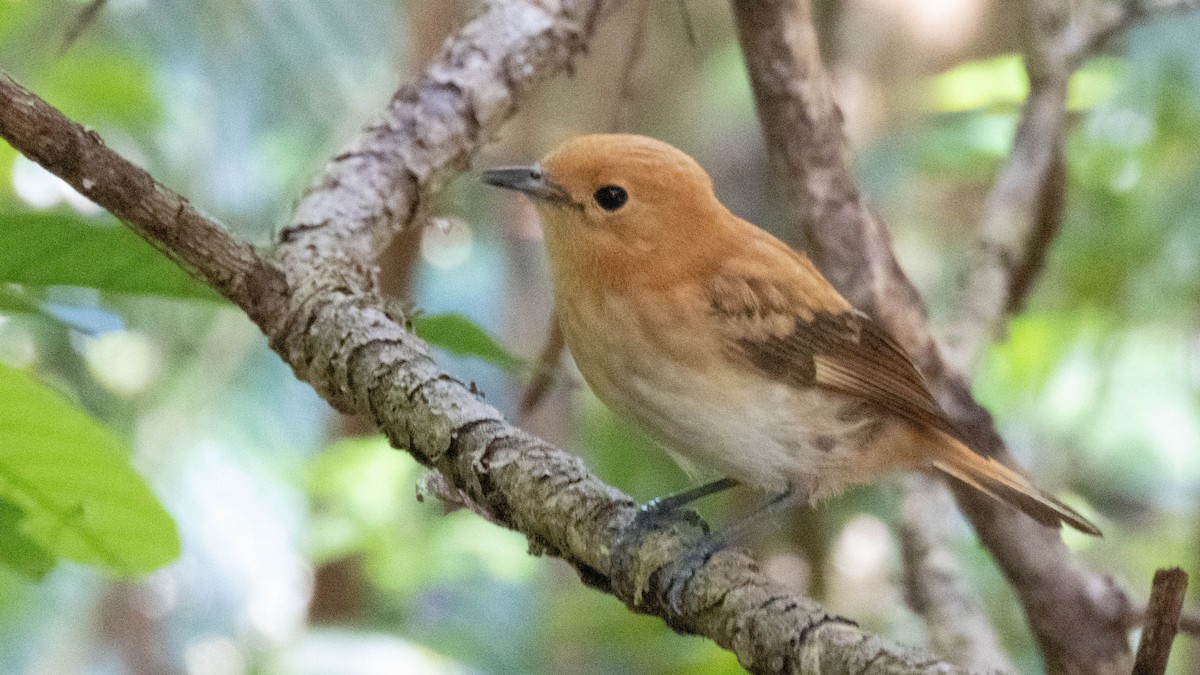 Rarotonga Monarch - ML643071923