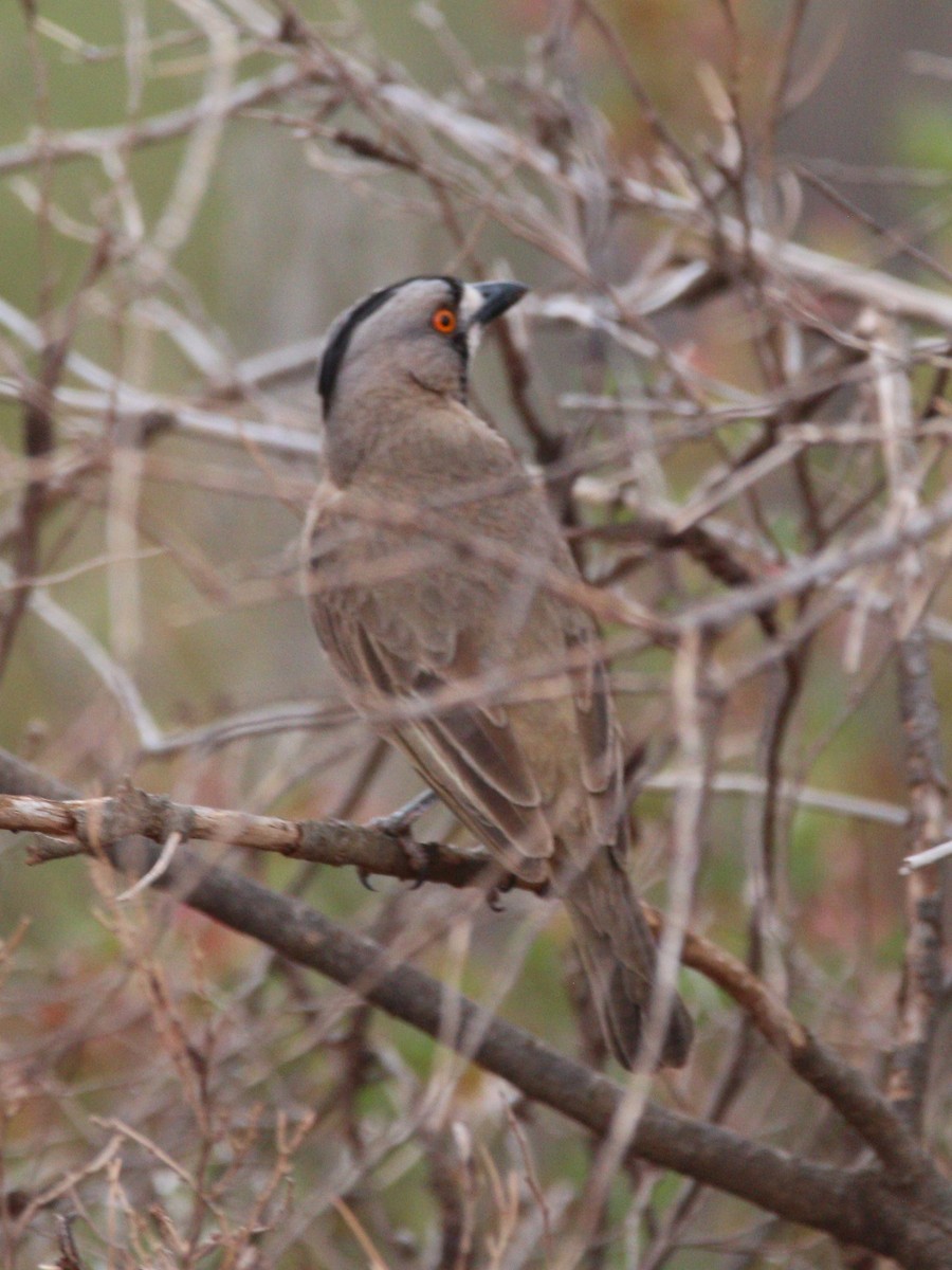 Crested Bellbird - ML643071931