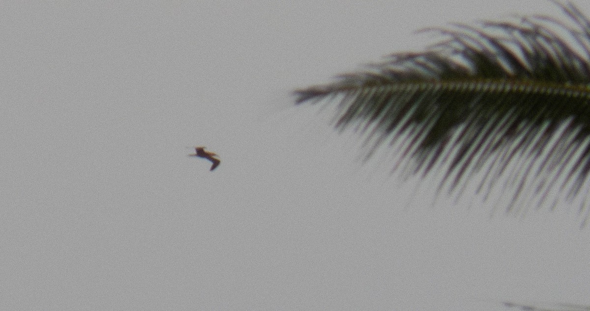 Red-footed Booby - ML643071955
