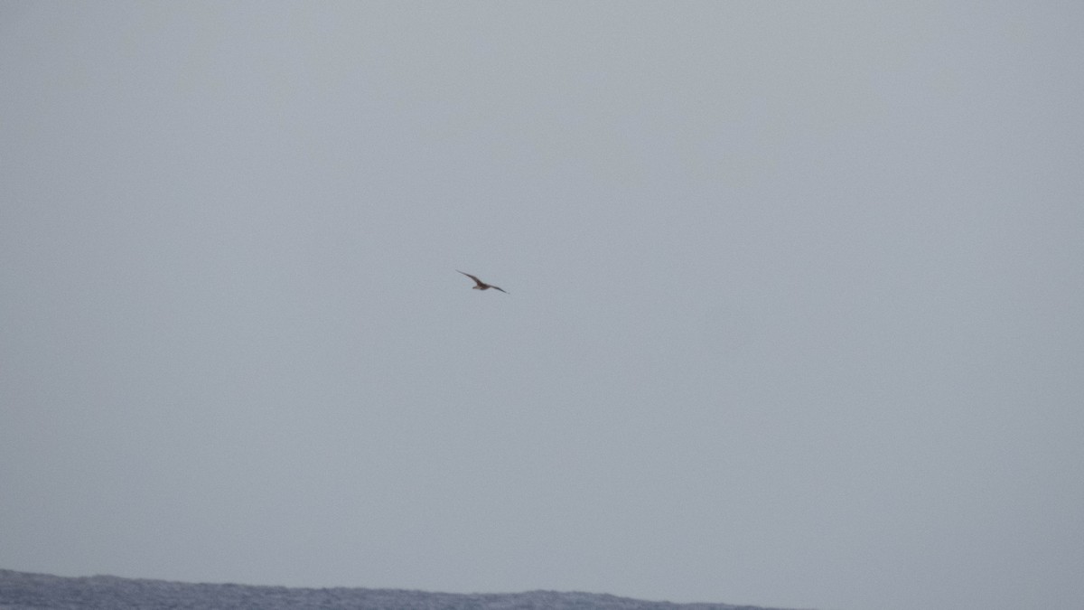 Bristle-thighed Curlew - ML643071961