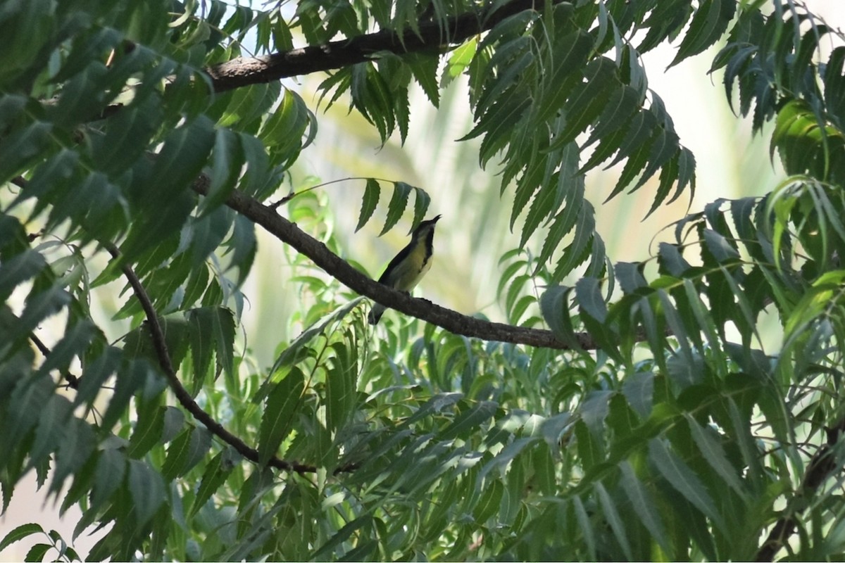 Purple Sunbird - ML643071969
