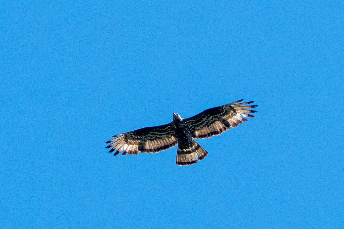 European Honey-buzzard - ML643071970