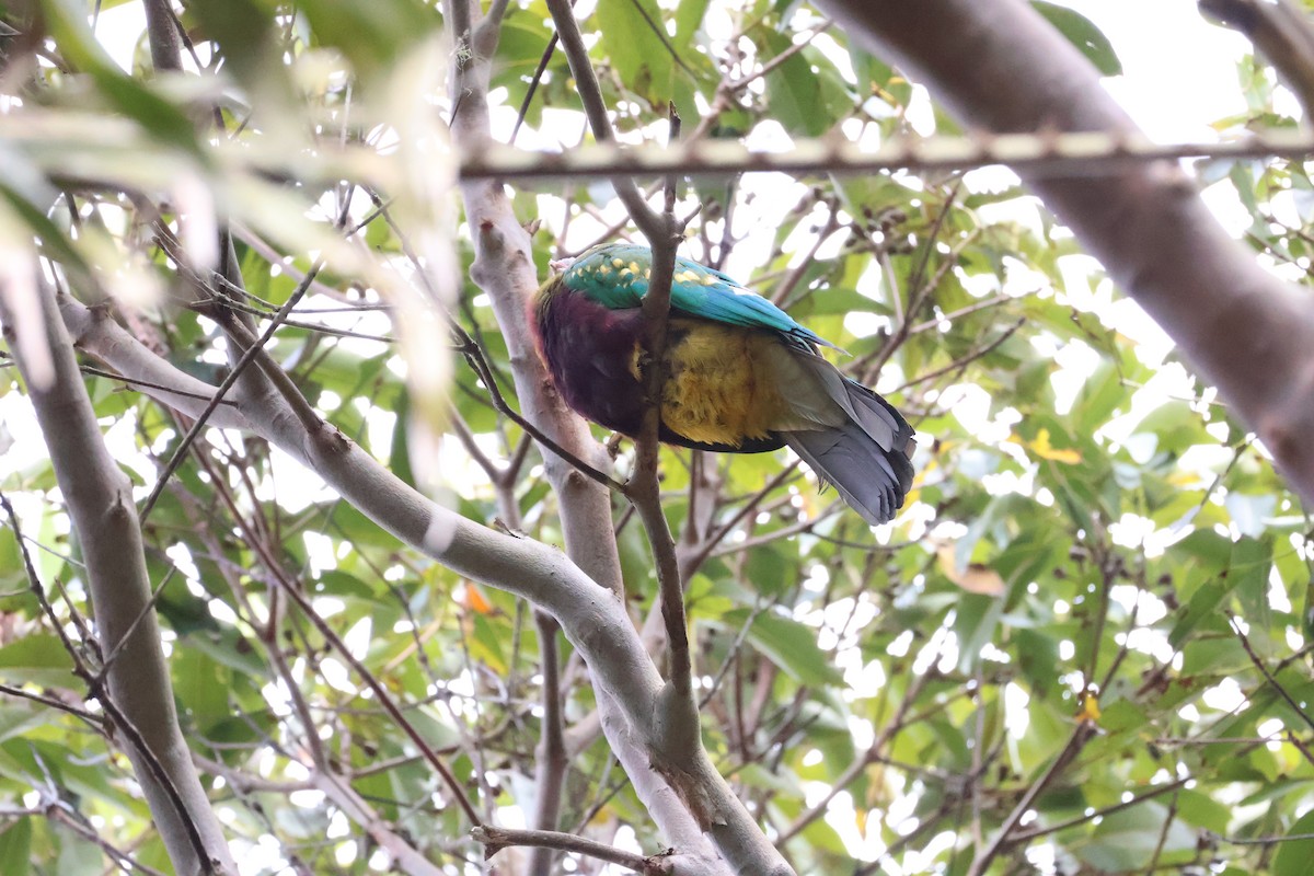 Wompoo Fruit-Dove - ML643071987