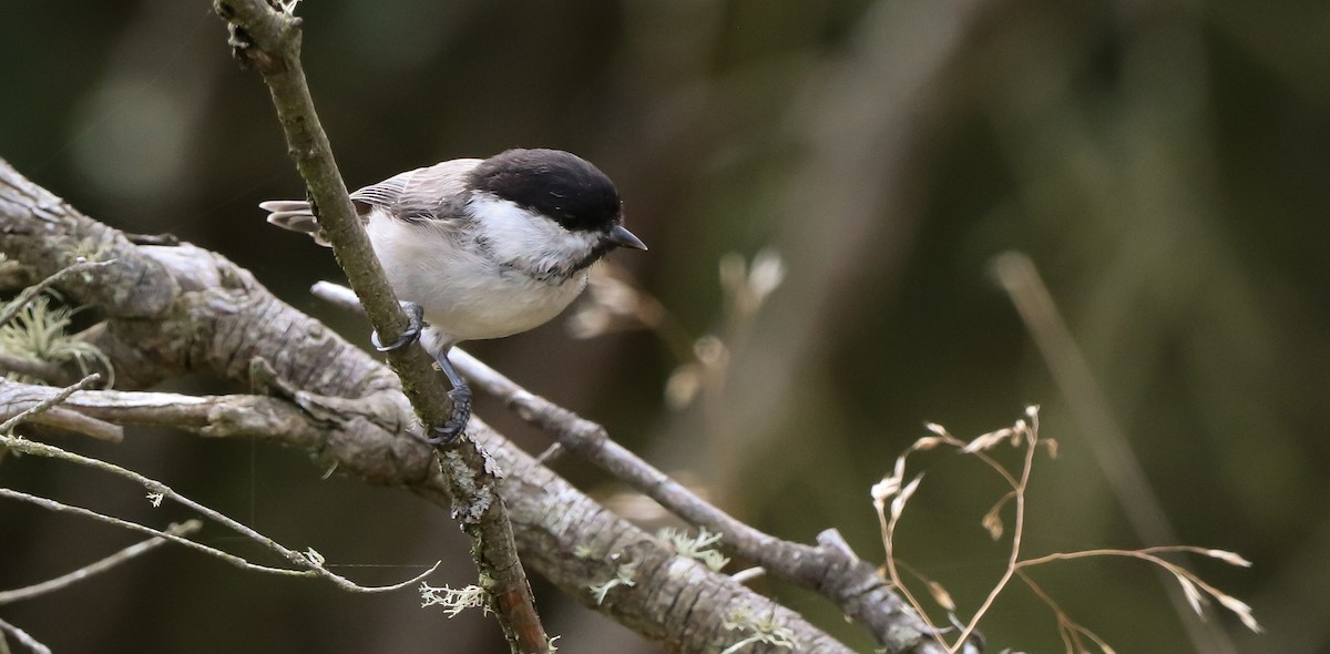 Willow Tit - ML643072001