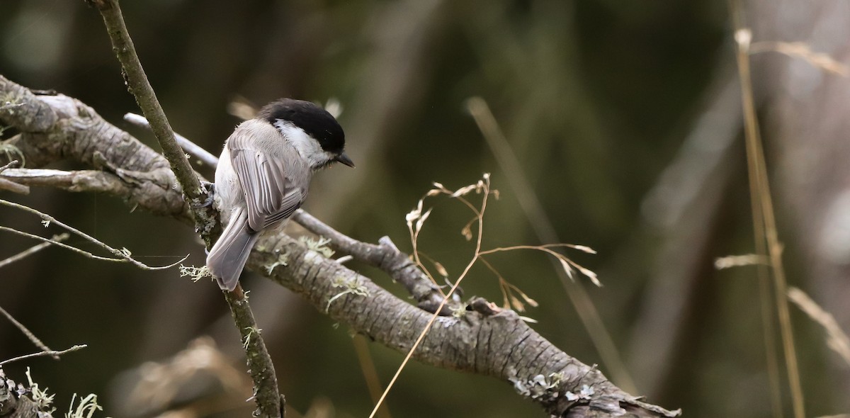 Willow Tit - ML643072002