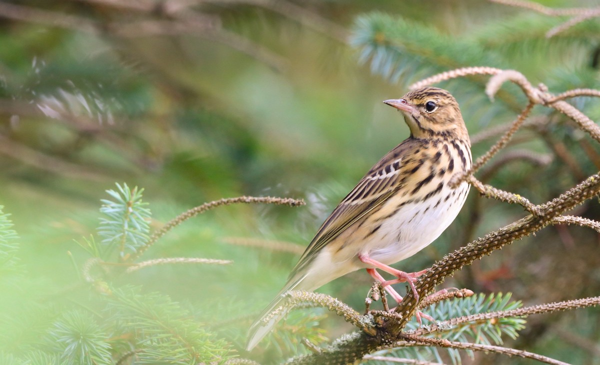 Tree Pipit - David Santamaría Urbano