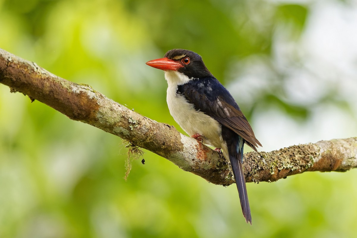 White-rumped Kingfisher - ML643072023