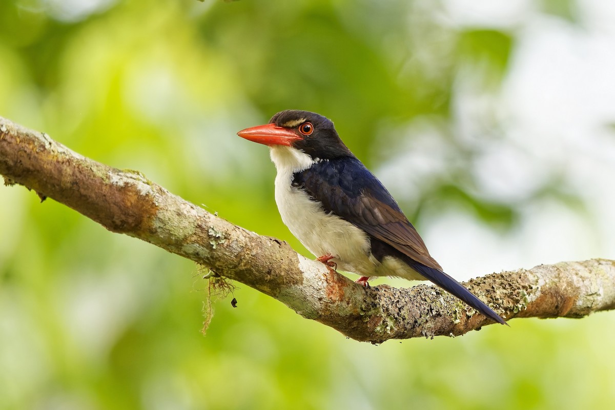 White-rumped Kingfisher - ML643072024