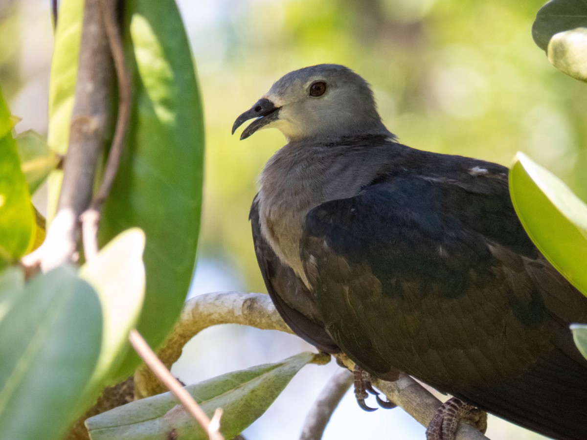 Pacific Imperial-Pigeon - ML643072042