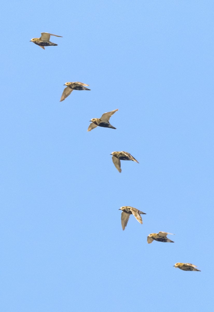 European Golden-Plover - ML643072066