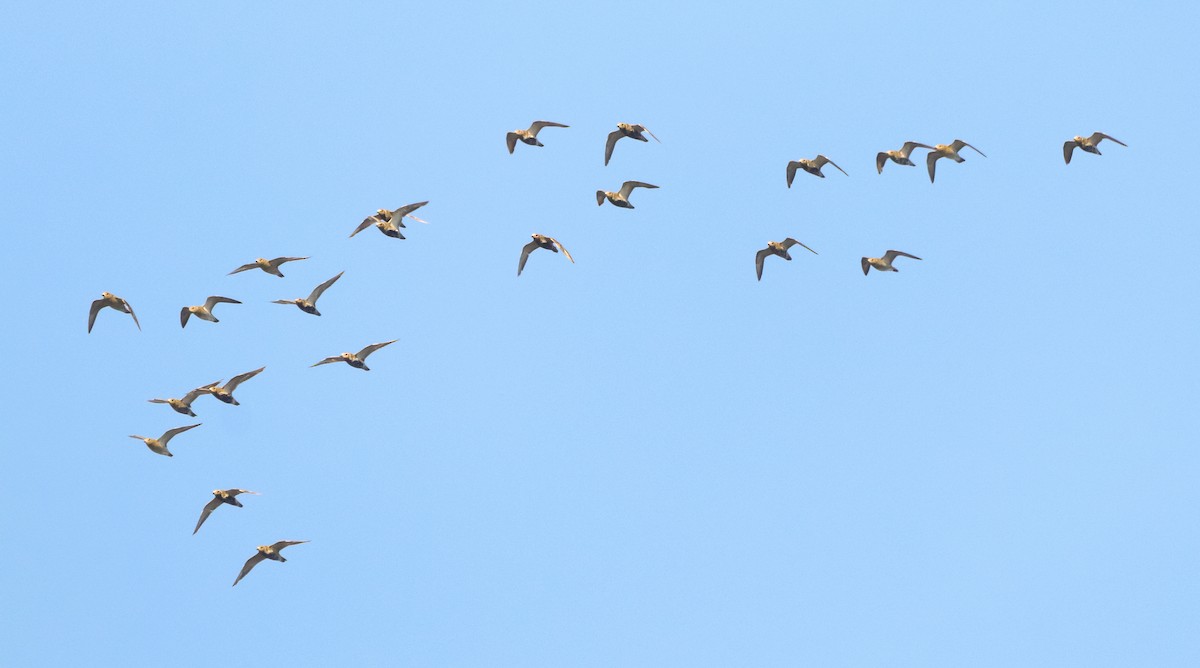 European Golden-Plover - ML643072067