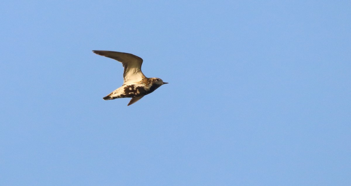 European Golden-Plover - ML643072080
