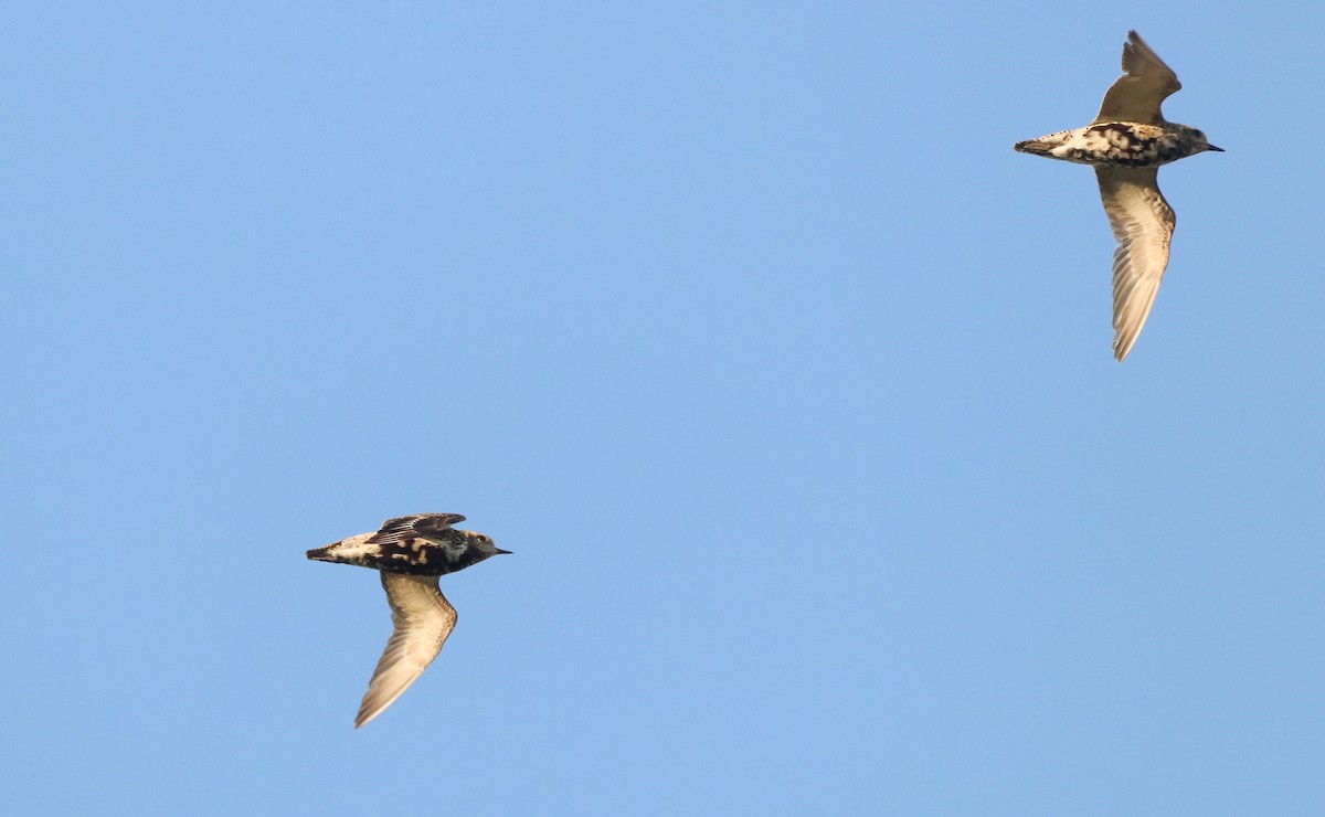 European Golden-Plover - ML643072081