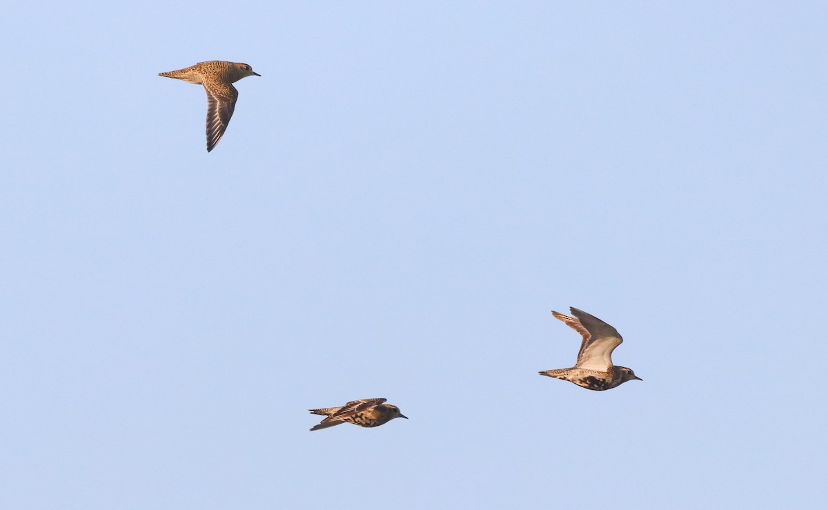 European Golden-Plover - ML643072085