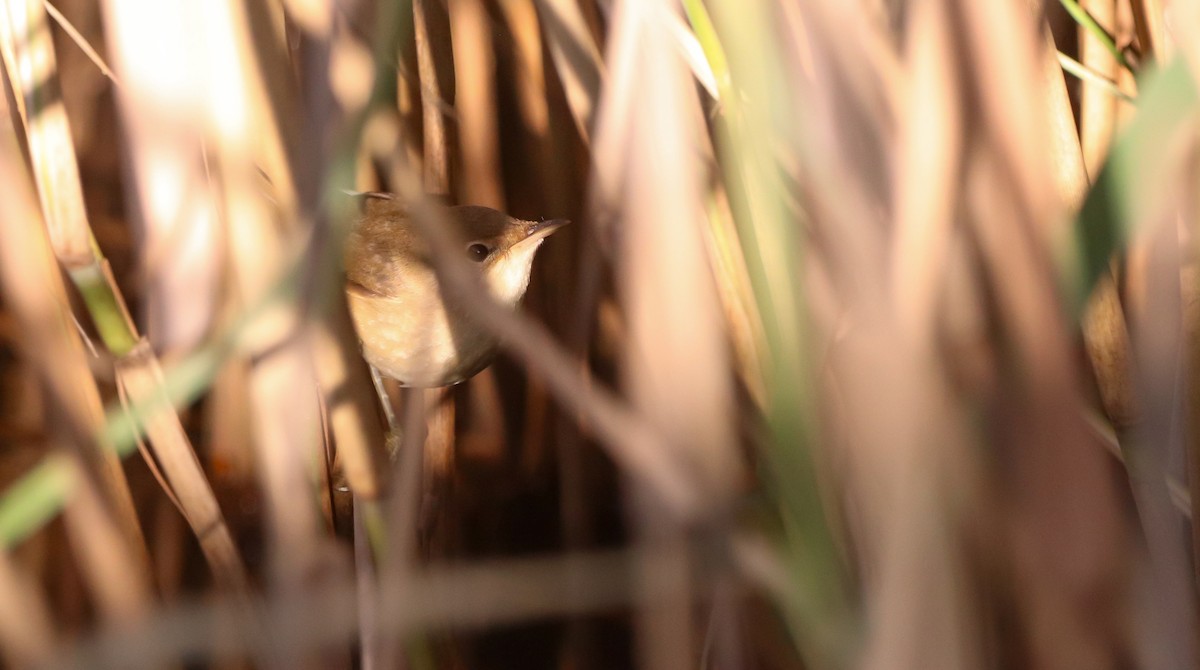 Marsh Warbler - ML643072088