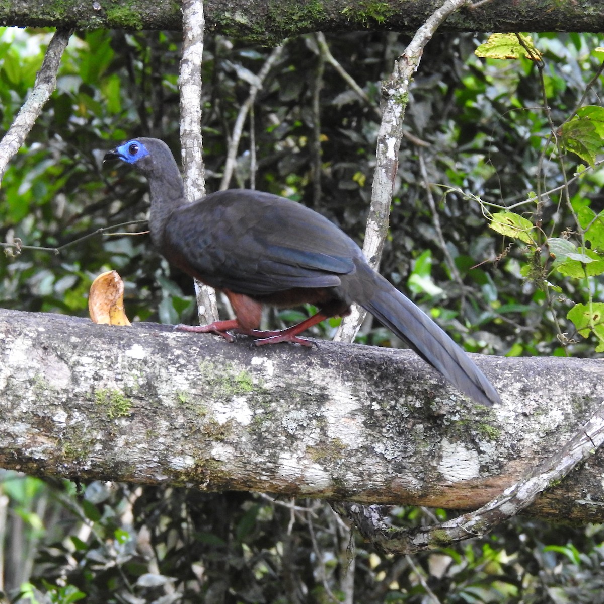 Sickle-winged Guan - ML643072089