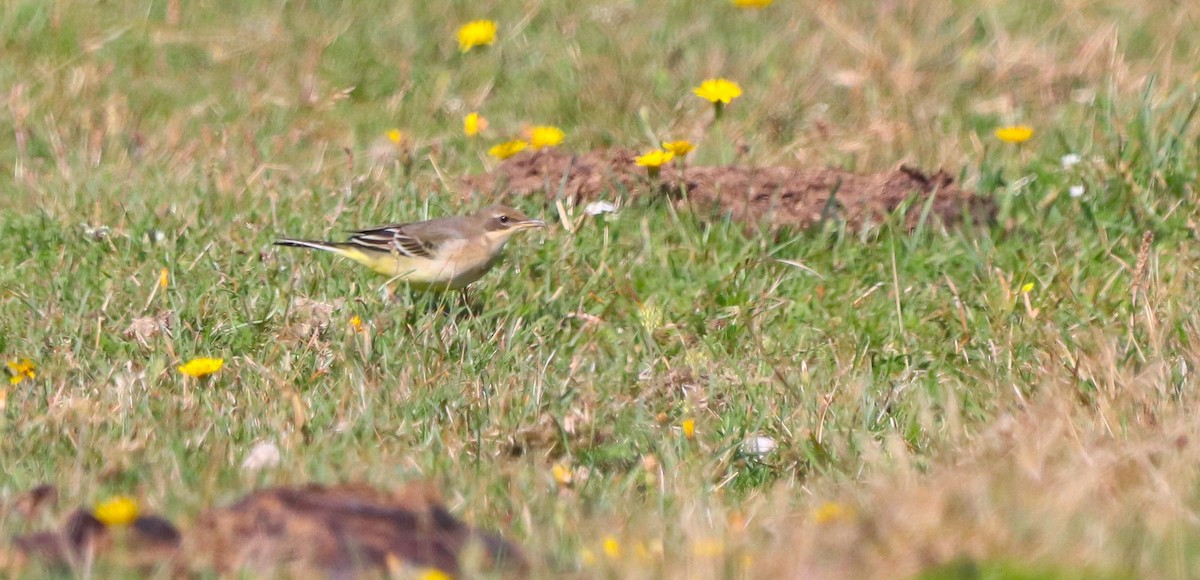 Western Yellow Wagtail (thunbergi) - ML643072090