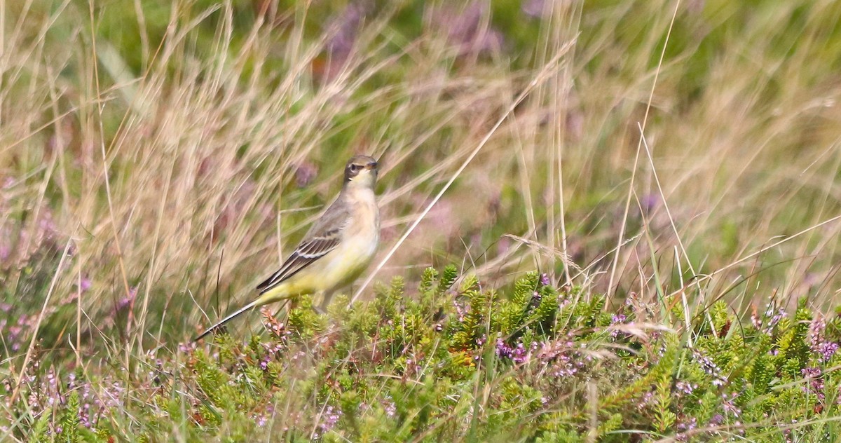 Western Yellow Wagtail (thunbergi) - ML643072091