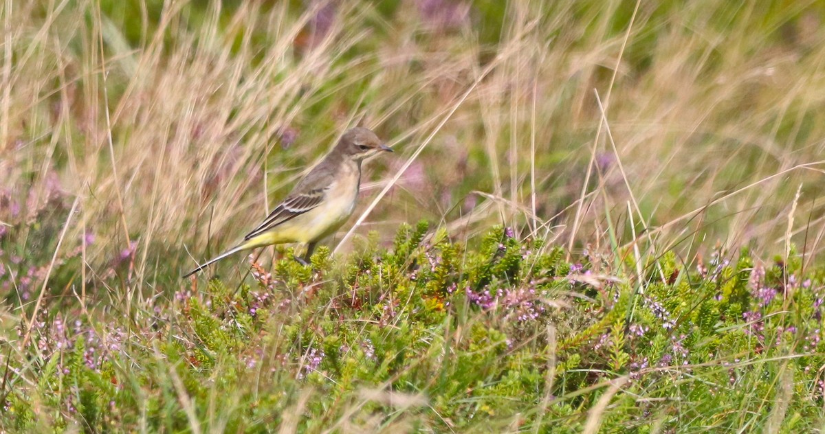 Western Yellow Wagtail (thunbergi) - ML643072092