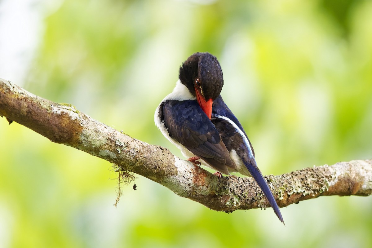 White-rumped Kingfisher - ML643072102