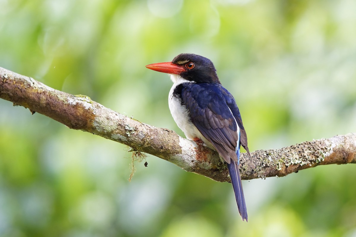 White-rumped Kingfisher - ML643072103