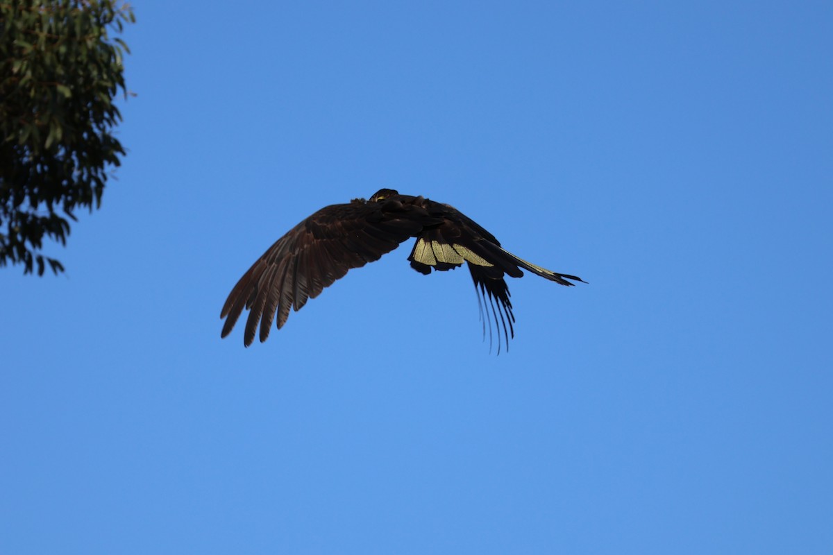 Yellow-tailed Black-Cockatoo - ML643072104