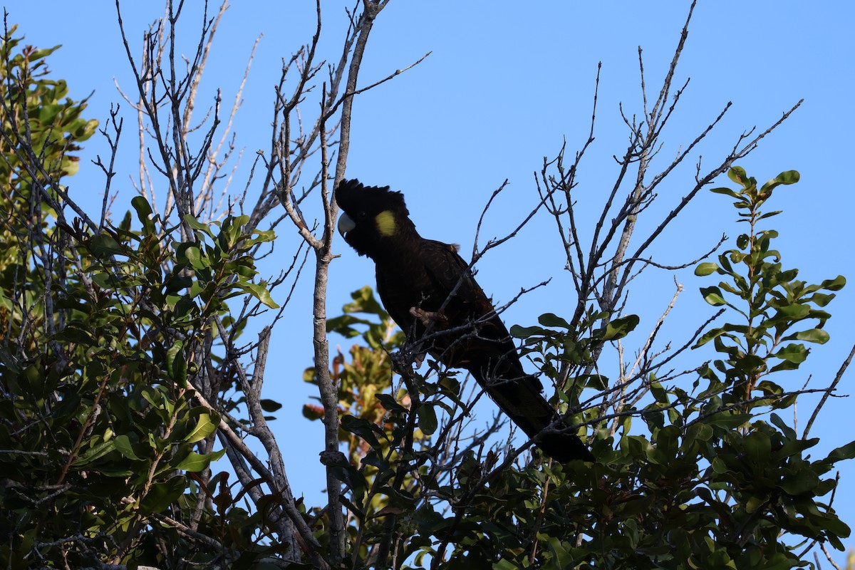 Yellow-tailed Black-Cockatoo - ML643072105