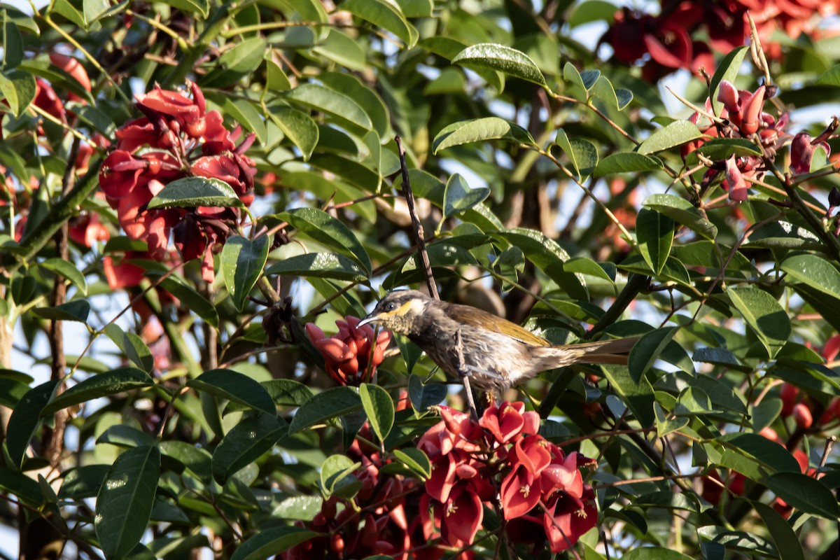 Mangrove Honeyeater - ML643072107