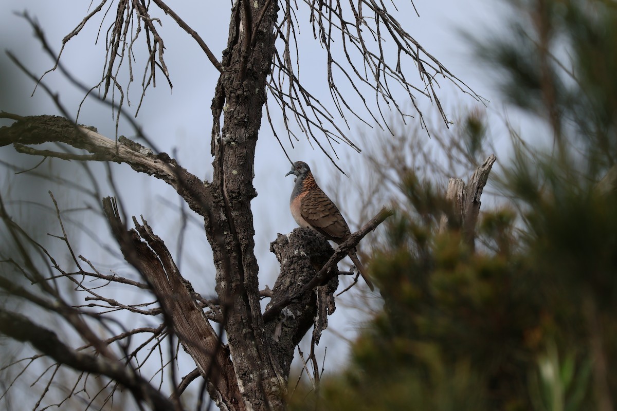 Bar-shouldered Dove - ML643072110