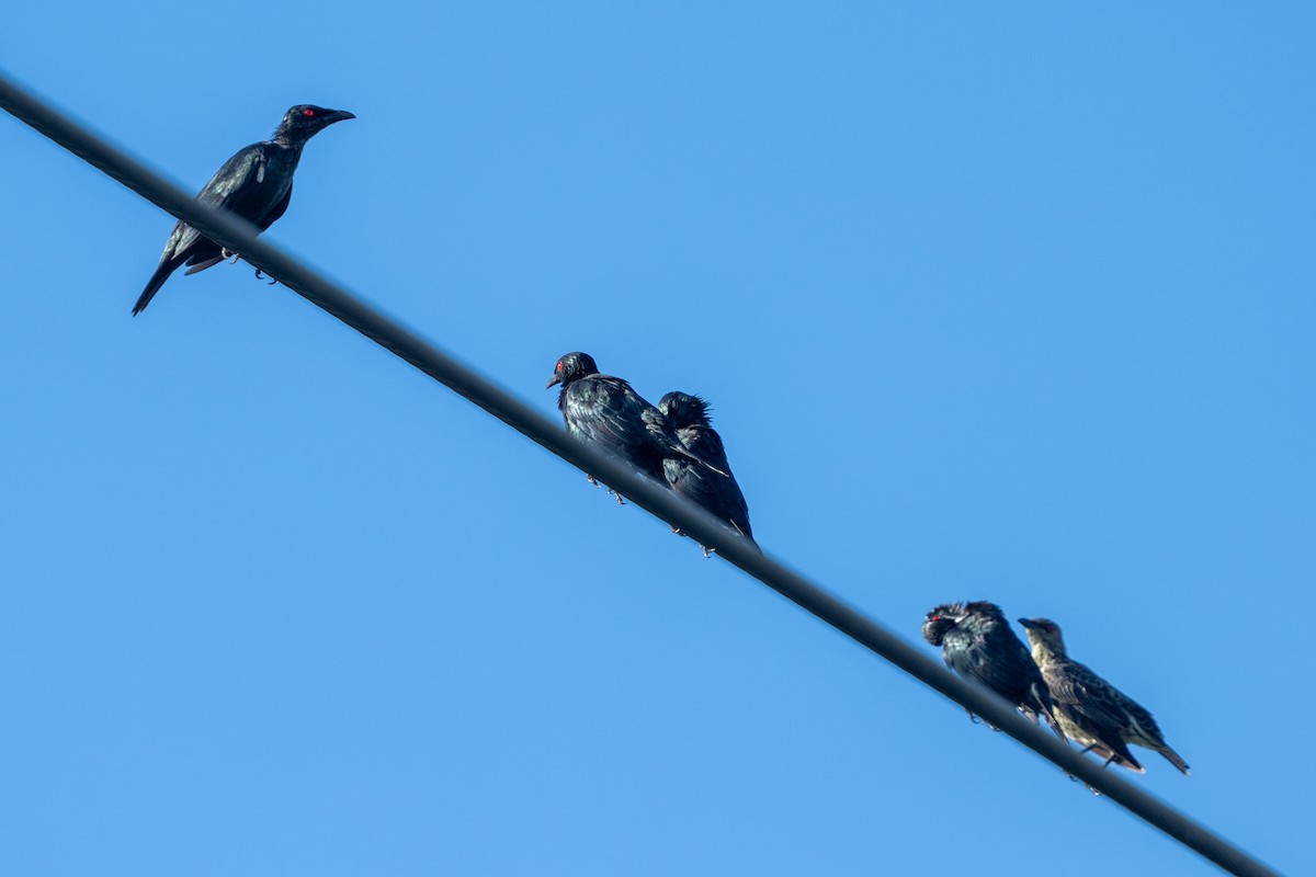 Asian Glossy Starling - ML643072111