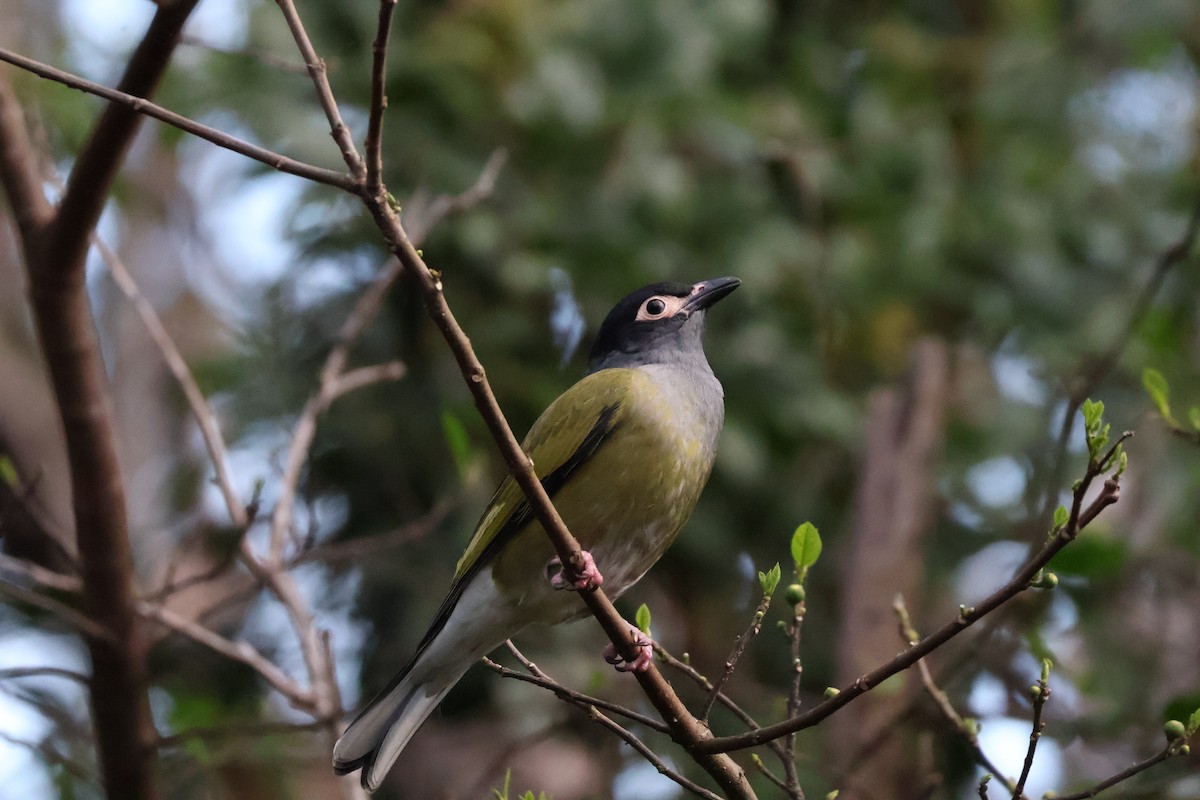 Australasian Figbird - ML643072112