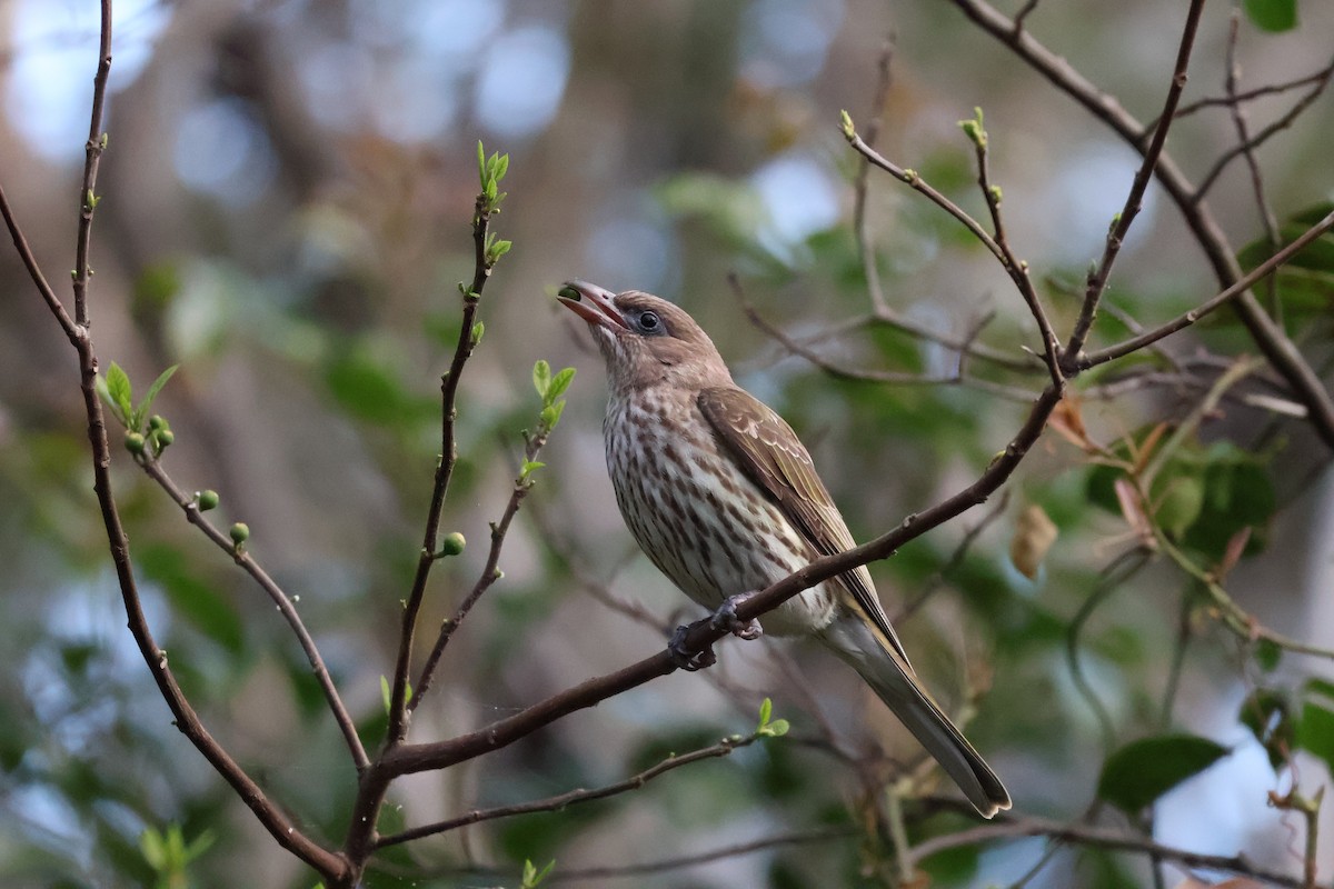 Australasian Figbird - ML643072113