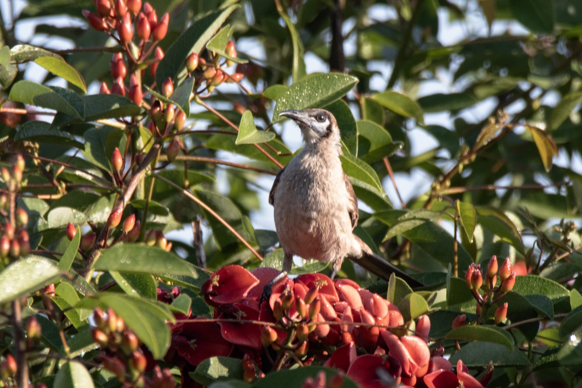 Little Friarbird - ML643072115