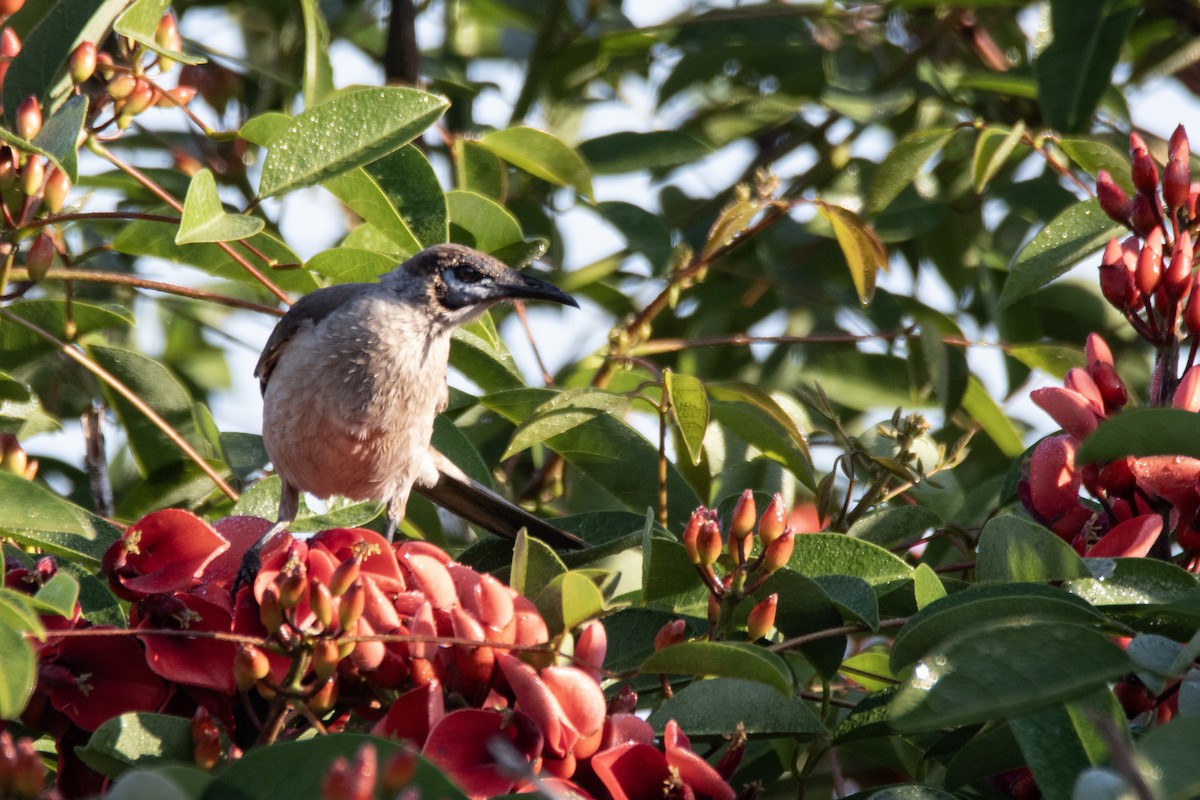 Little Friarbird - ML643072120