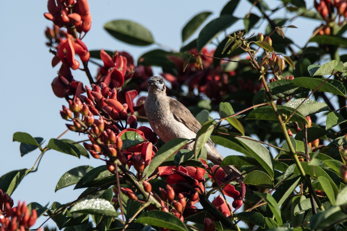 Little Friarbird - ML643072126