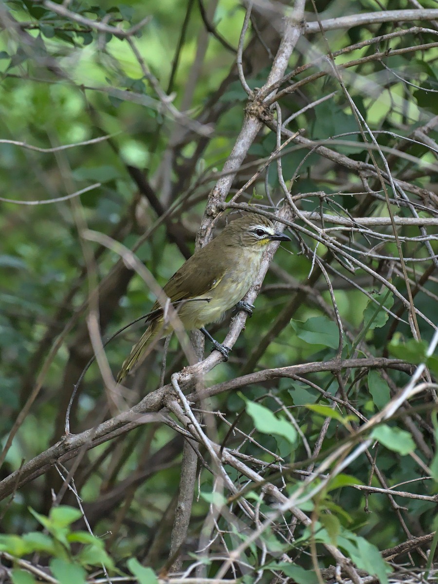 White-browed Bulbul - ML643072159