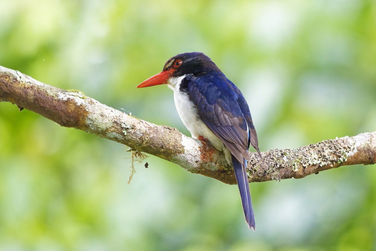 White-rumped Kingfisher - ML643072167