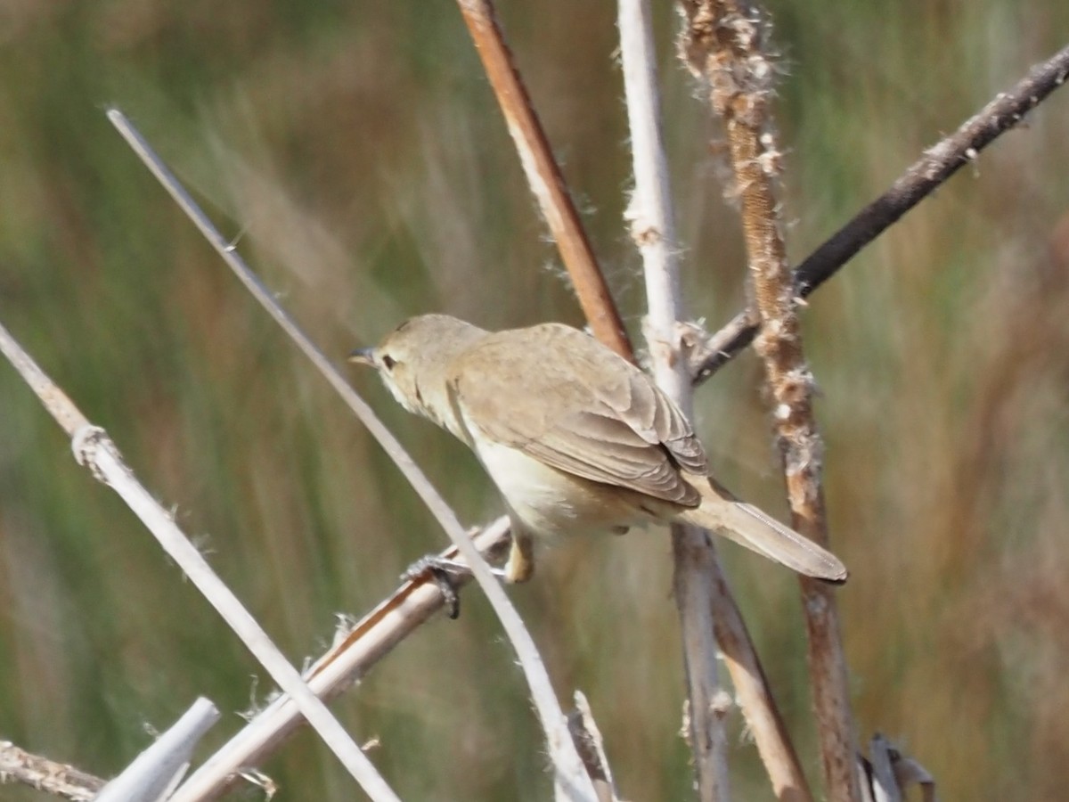 Australian Reed Warbler - ML643072192