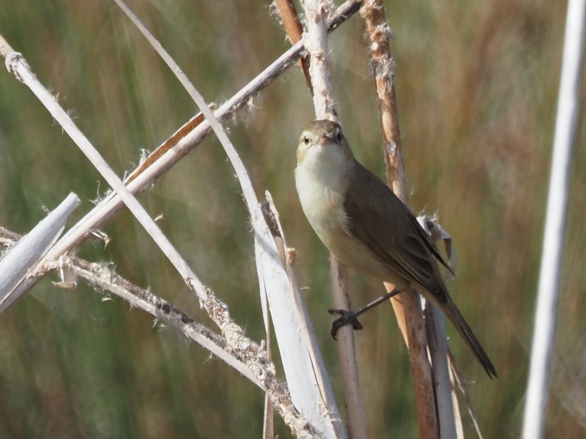 Australian Reed Warbler - ML643072193