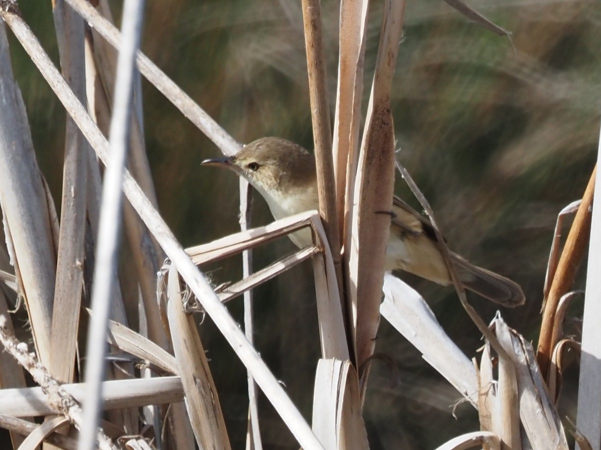 Australian Reed Warbler - ML643072194