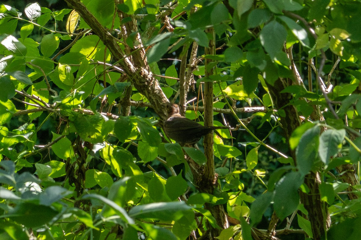 Eurasian Blackbird - ML643072201