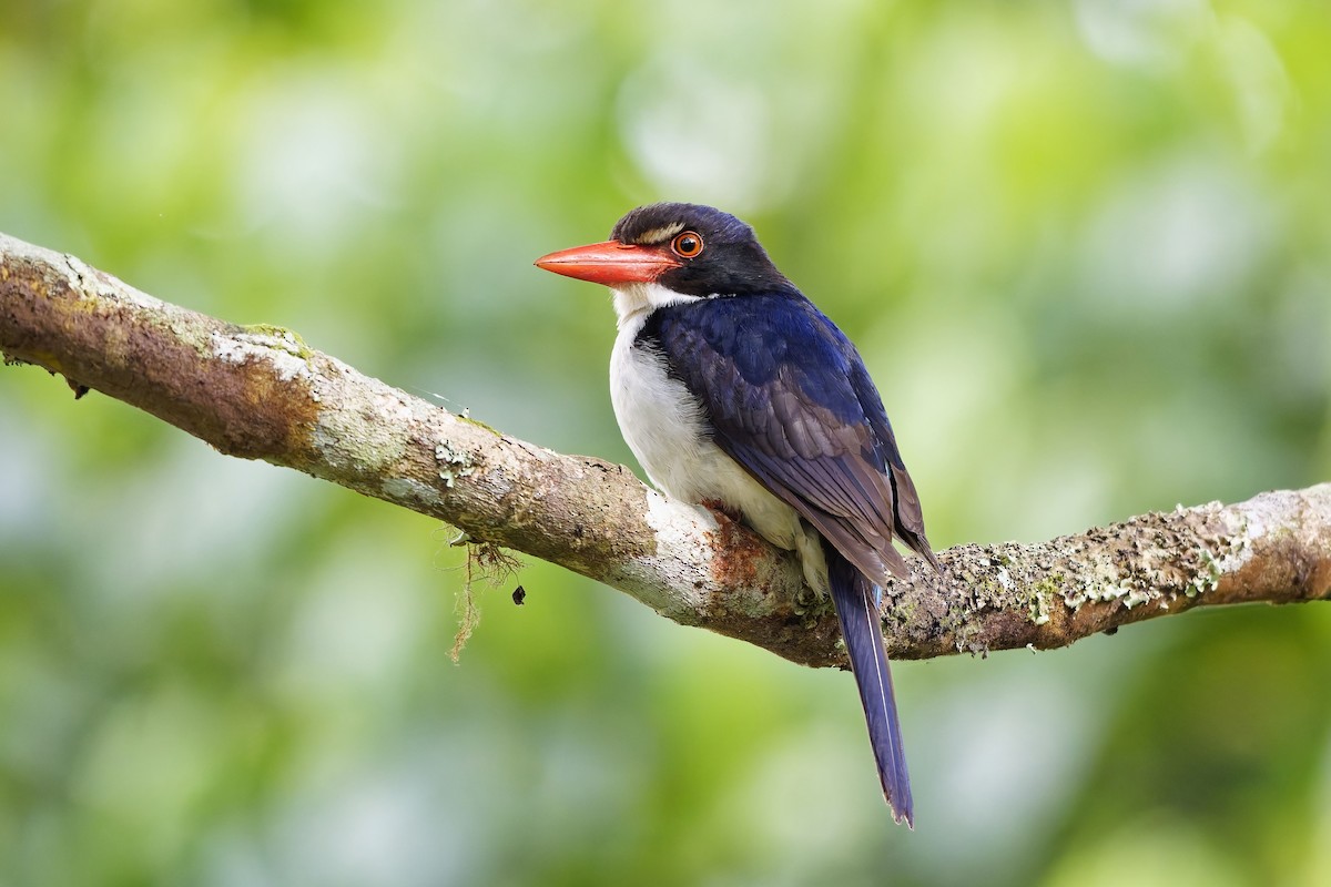 White-rumped Kingfisher - ML643072234